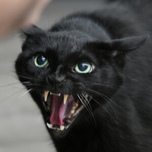 clinton the cat being mad