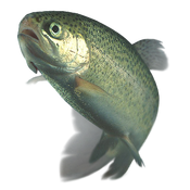 a rainbow trout fish